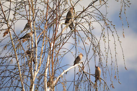 Bird waxwing bulletin spring is coming, Omsk, Russia, Siberiaの写真素材