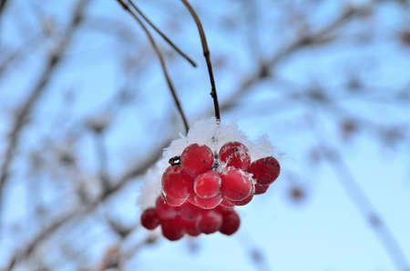 Snowflake Viburnum berries, Omsk region, Russiaの写真素材