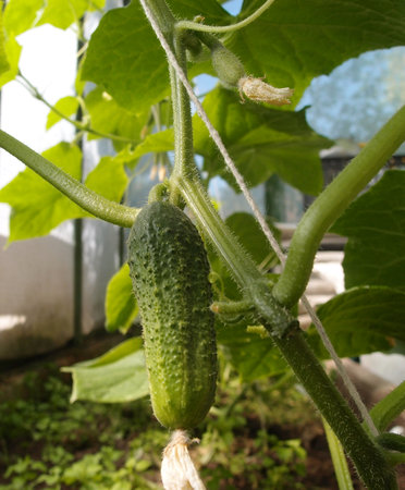 Cucumbers growing in a greenhouse. selective focus. Shallow depth of field.の写真素材