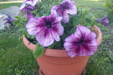 Purple petunia flowers in a terracotta flowerpot.の写真素材
