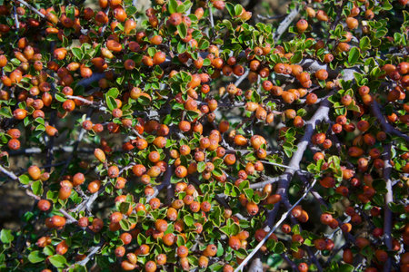 Cotoneaster officinalis is a shrub in the genus Cotoneaster.