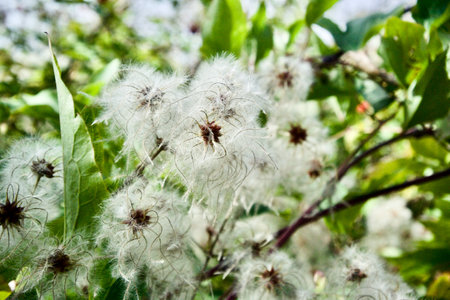 Fluffy plant seeds in the mountain forests of Crimea