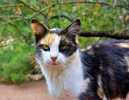 Portrait of a tricolor cat outdoors.の写真素材