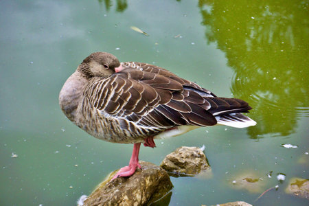 A pond with waterfowl in the zoo of the city of Alushta Crimeaの写真素材
