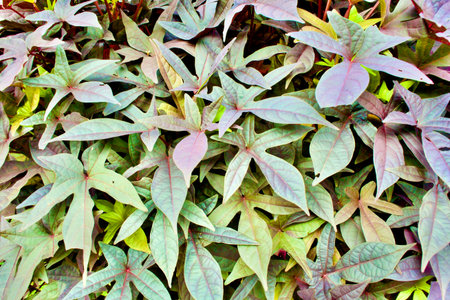 Green background from leaves of a tropical plantの写真素材