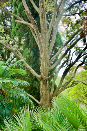 Branchy tree on a background of tropical greeneryの写真素材