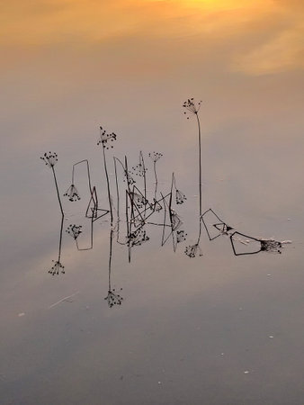 Dry reeds in the water at sunset, closeup of photoの写真素材