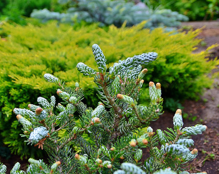 Young shoots of blue spruce on the background of coniferous plantsの写真素材