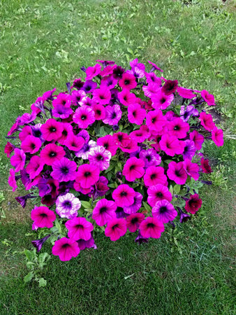 Blooming bush of flowers in the gardenの写真素材