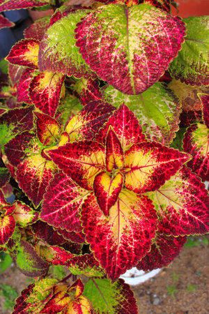 Red and green coleus plant in the garden, stock photoの写真素材