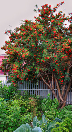Rowan tree with red flowers in the garden on a summer dayの写真素材