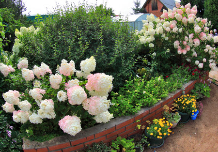 Flowerbed with white and pink hydrangea flowers.