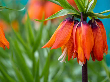 Fritillaria imperialis (imperial crown, fritillary crown, or Kaiser's crown) blooms on a blurry green background. Empty space for the text. Spring greeting card.の写真素材
