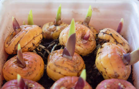 Gladioli bulbs lie on the ground, sprouted and took root. Planting sprouted gladioli bulbs. Floriculture. gardening.の写真素材