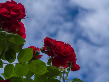 Unfocused summer flower card. Red rose flowers with green leaves against a blue sky with white clouds.の写真素材