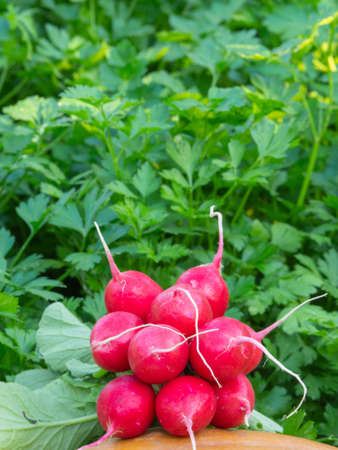 A bunch of fresh red ripe radish (raphanus), collected on an ecologically clean bed. Close-up of a spring vegetable against the background of parsley greens. Organic agriculture, healthy food.の写真素材