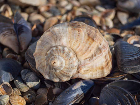 A seashell. Rapana shell on the beach. A beautiful seashell on the seashore. summer tourism...