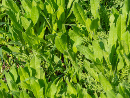 natural texture background. Young green juicy leaves of plants with raindrops in the sun. Spring...