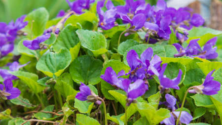 Unfocused floral background with wild blooming violet. Violet flowers with green leaves in the...