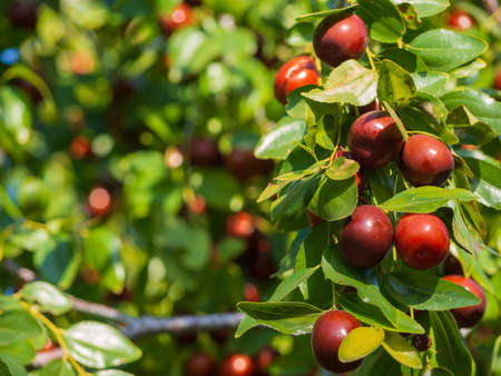 Ripe unabi on a tree branch in the garden. Close-up of tree branches with ziziphus fruits. Fruit marmalade on a tree on a background of green leaves. Ripe juicy berriesの写真素材