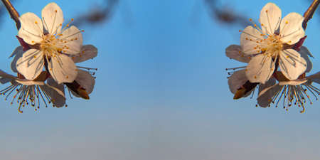 Floral banner with space for text. White cherry sprig flowers on a blue sky background with a copy space in the middle are perfect as a website banner title. greeting card and calendar layout.の写真素材