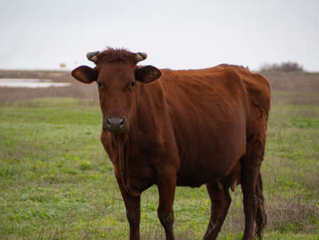 A red-brown cow stares intentionally at the camera. In the spring meadow, young green grass begins to break through. Concepts of healthy food and eco-friendly products.の写真素材