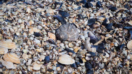 Thick layer of coquina on the seashore. Fragment of seashell beach. Background for the text with...