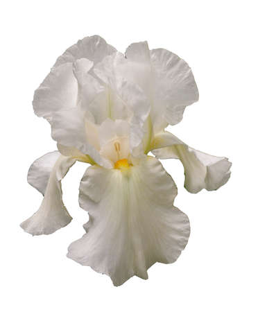 beautiful white iris flower