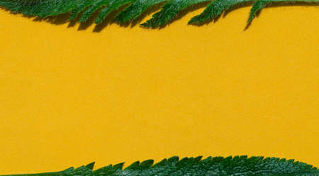 summer yellow background. green leaves on a yellow background. Flat layout, top view, copy space,...