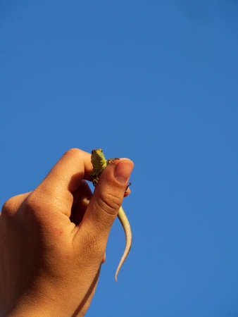 A small lizard on a girl's arm against the blue sky.