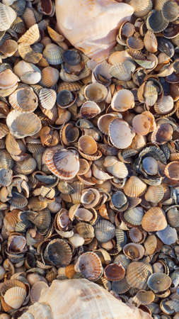 summer natural texture background. A variety of sea shells in the rays of the daytime sun. A...