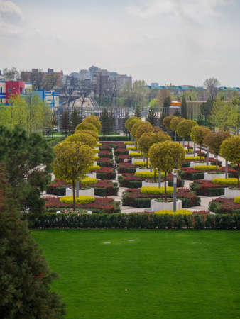 Maple alley in the garden in a public city park on the background of the city. Colorful shrubs and...