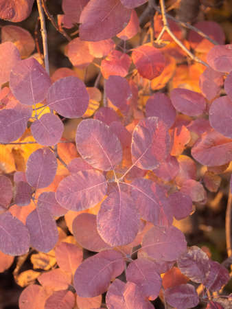 Abstract natural background of decorative autumn leaves of purple-pink color. Close-up of the leaves of the color of wild watermelon Krayola.の写真素材