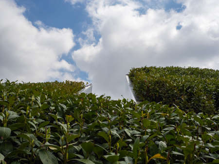 Green bushes go into the blue sky with clouds. Small bushes with green leaves grow on a steep slope...