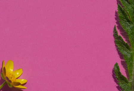 composition of flowers. A pattern of a yellow flower and a green leaf on a pink background. Flat layout, top view, place to copy.の写真素材