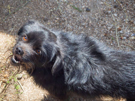 A yard dog. Close-up portrait of a beautiful black smiling dog looking at the camera on the street...