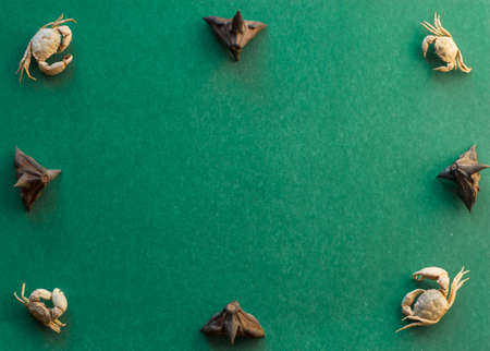 Composition on a Green Background with Space for a Text of Crabs and Sea Nut Seeds. top view.の写真素材
