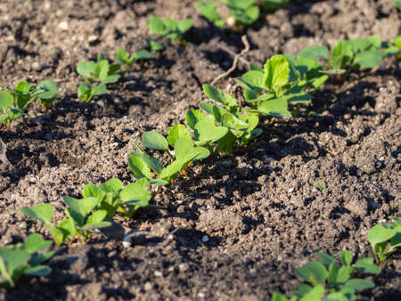 Production of environmentally friendly natural products. A small young radish sprouts in the open...