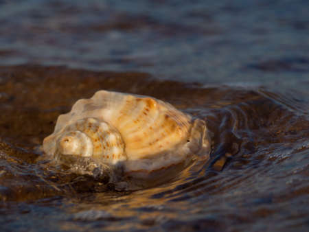 The sea shell is washed by waves of water, with a beautiful blurred background.