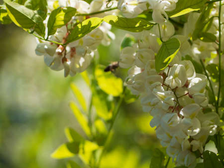 Natural spring floral blurred background. Natural Frame of Unfocused white Acacia Flowers and green leaves in the sunlight.の写真素材