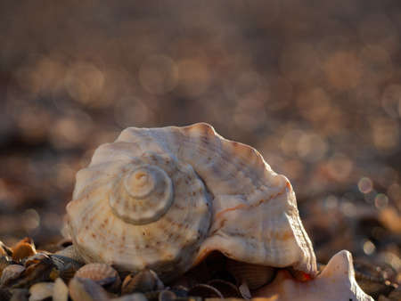 The texture of the shells in close-up. Sea shell on a sandy beach, summer beach background.