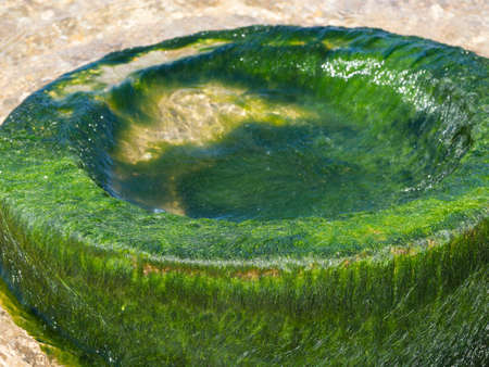 A stone ring covered with green shiny seaweed lies stranded in the sea.の写真素材