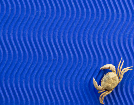 blue background. On a blue textured wave sheet lies a dry crab.の写真素材