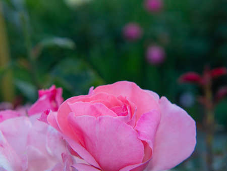 floral background. Delicate pink rose petals on the background of a green garden. flower card. Free space for text. Ready-made greeting card. Rose flowers in natural conditions.の写真素材