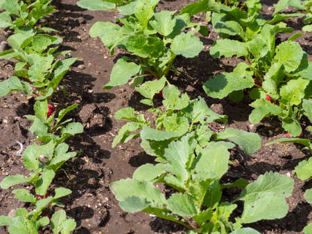 Radish grows in the garden in natural conditions. organic food.