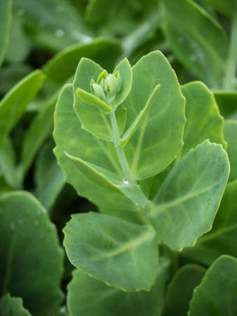 Unfocused background of juicy green leaves.