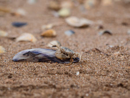 On the sea sand there is a shell with a crab on it, a selective focus in the center. Sea background...