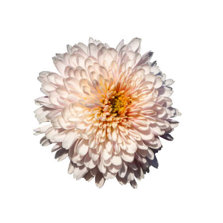 Pale pink chrysanthemum flower in pastel colors, isolated on a white background. Close-up of one elegant white-pink chrysanthemum bud. top view. flat lay. spring summer concept.の写真素材