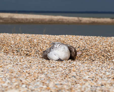 The body of a seagull on a pile of colorful shells near the shore of the sea bay. Problems of environmental protection.の写真素材