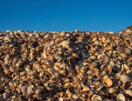 A thick layer of seashells close-up on the beach on a sunny day against the blue sky. Space for the text.の写真素材